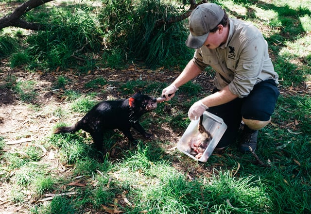 Bicheno-tassie-devil