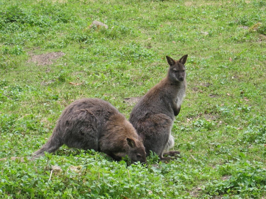Lake-St-Clair-Wallabies